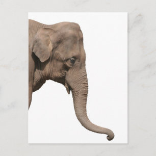 Elephant head postcard