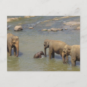 Elephant Herd Postcard