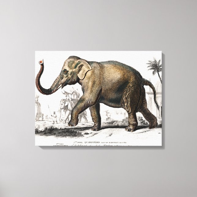 Elephant Illustration Vintage Art Print (Front)