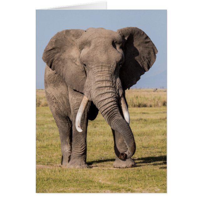 Elephant in an Aggressive Pose (Front)