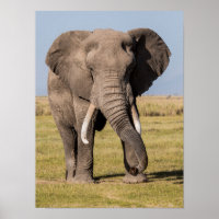 Elephant in an Aggressive Pose