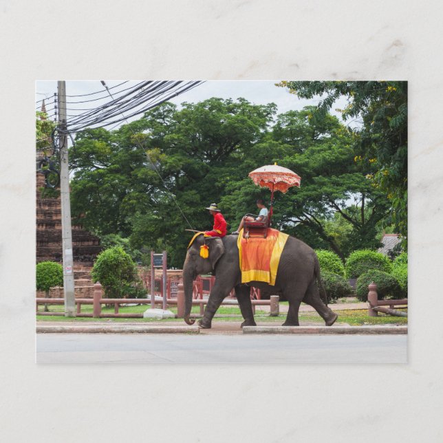 Elephant in Ayutthaya Thailand Postcard (Front)