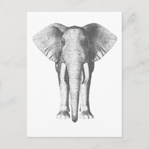Elephant in Black and White Postcard