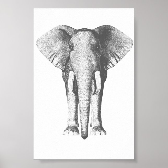Elephant in Black and White Poster (Front)