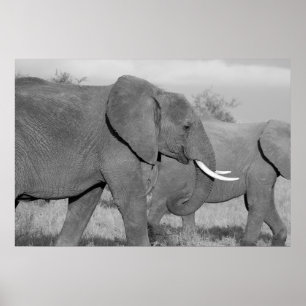 Elephant in black and white poster