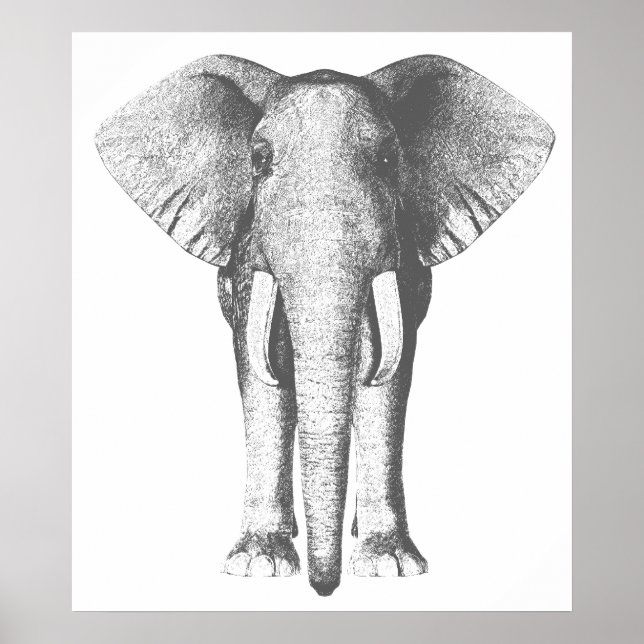 Elephant in Black and White Poster (Front)