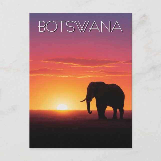 Elephant in Botswana sunset travel Postcard (Front)