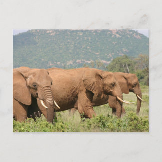 Elephant in der Savanne, Samburu, Kenia, Afrika Postcard