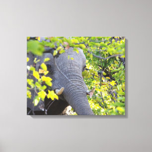 ELEPHANT IN GREEN LEAVES CANVAS PRINT