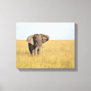 Elephant in Natural Setting Wrapped Canvas Print