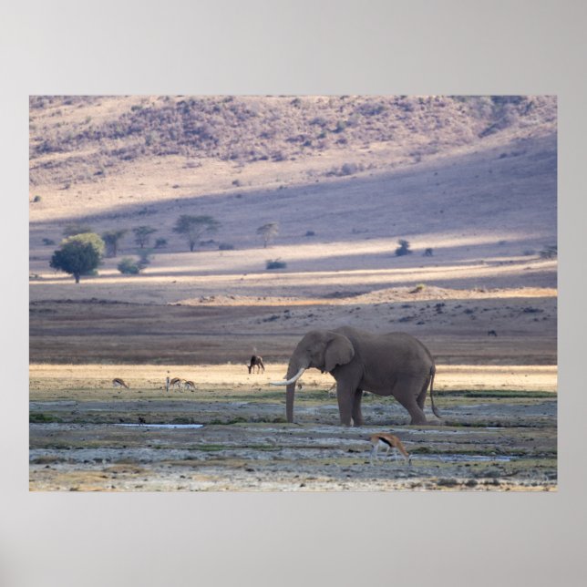 Elephant in Ngorongoro Crater — Wildlife Safari Po Poster (Front)