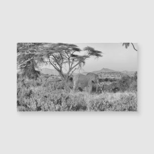 Elephant in Samburu
