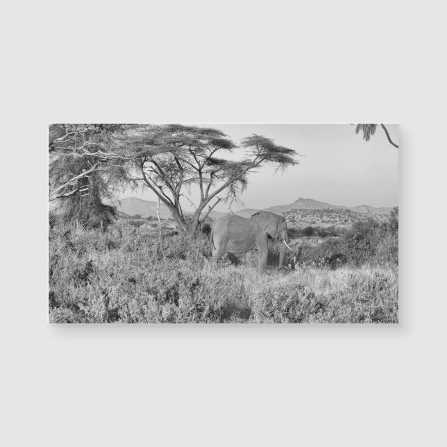 Elephant in Samburu (Front)