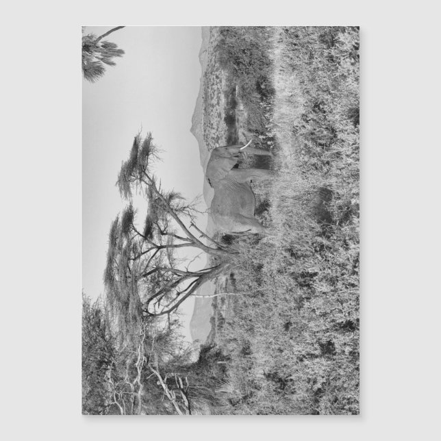 Elephant in Samburu (Front)