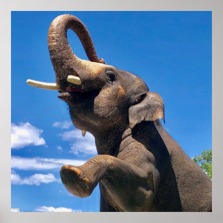 Elephant, Jungle, Safari, Nature Wall Poster