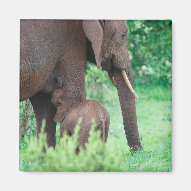 Elephant lactation magnet (Front)