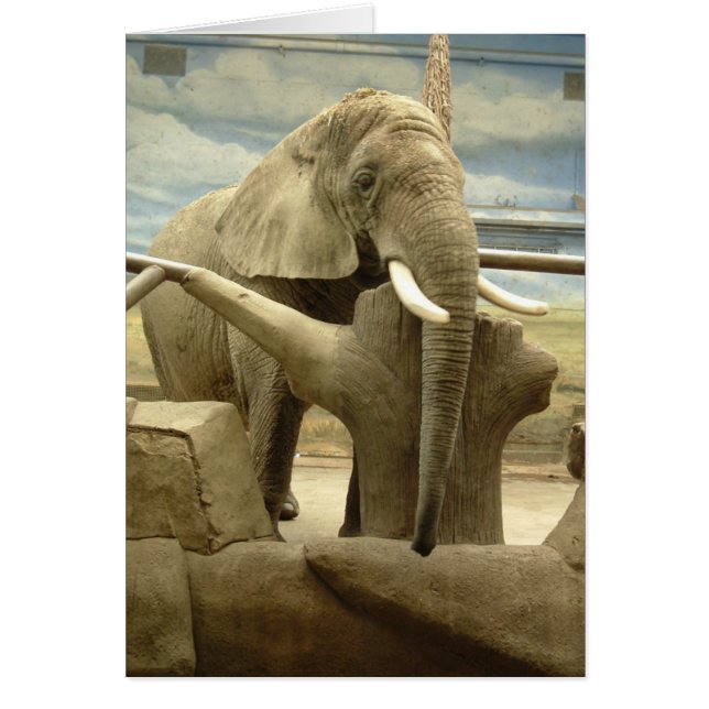 Elephant Love (Front)