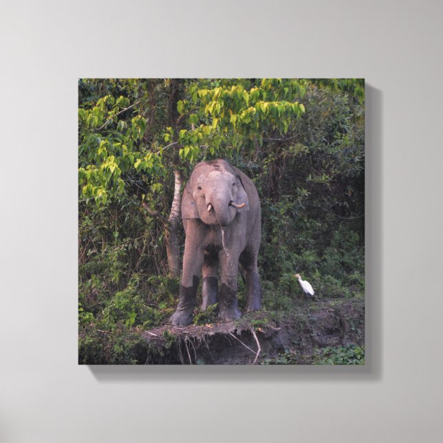 Elephant Lover Gift  Stretched Canvas Art (Front)