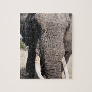 Elephant (Loxodonta africana), Abu Camp 3 Jigsaw Puzzle