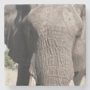 Elephant (Loxodonta africana), Abu Camp 3 Stone Coaster