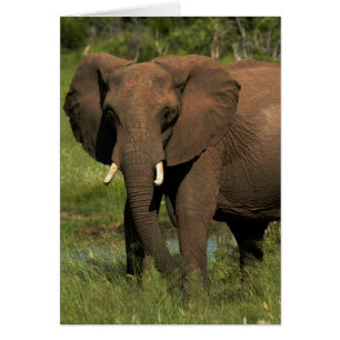 Elephant (Loxodonta Africana), Hwange National