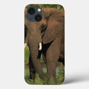 Elephant (Loxodonta Africana), Hwange National iPhone 13 Case