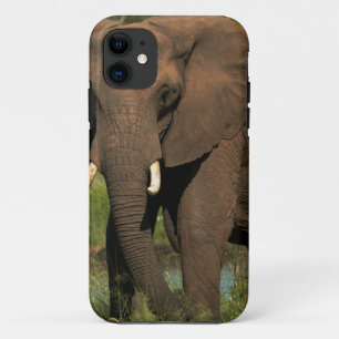 Elephant (Loxodonta Africana), Hwange National iPhone 11 Case
