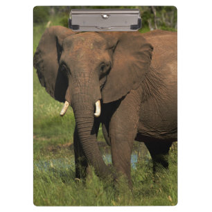 Elephant (Loxodonta Africana), Hwange National Clipboard