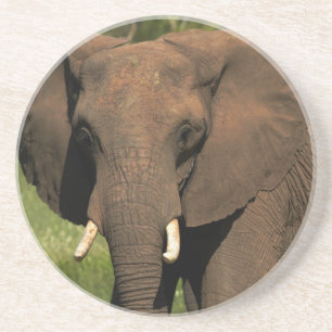 Elephant (Loxodonta Africana), Hwange National Coaster