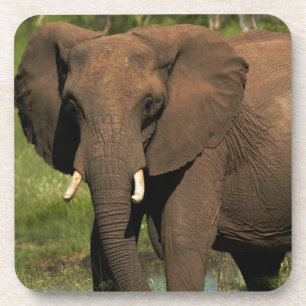 Elephant (Loxodonta Africana), Hwange National Coaster