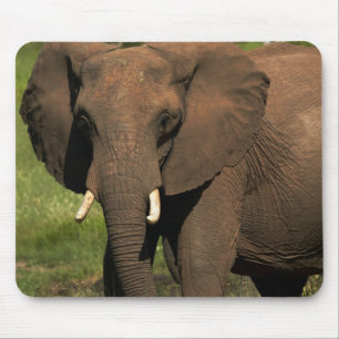 Elephant (Loxodonta Africana), Hwange National Mouse Mat