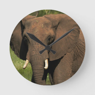 Elephant (Loxodonta Africana), Hwange National Round Clock