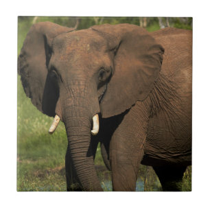 Elephant (Loxodonta Africana), Hwange National Tile
