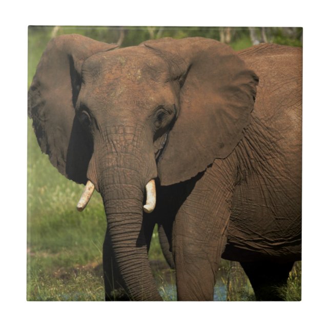 Elephant (Loxodonta Africana), Hwange National Tile (Front)