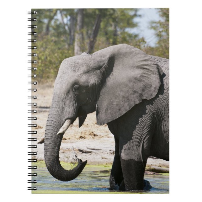 Elephant (Loxodonta africana), Savute Channel Notebook (Front)