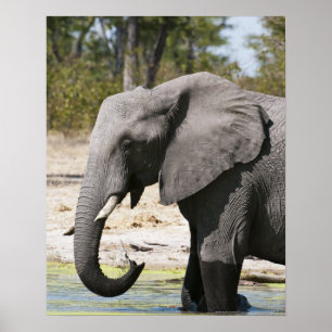 Elephant (Loxodonta africana), Savute Channel Poster