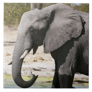 Elephant (Loxodonta africana), Savute Channel Tile