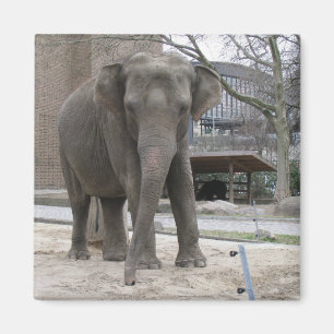 ELEPHANT magnet