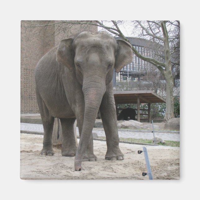 ELEPHANT magnet (Front)