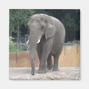 Elephant Magnet