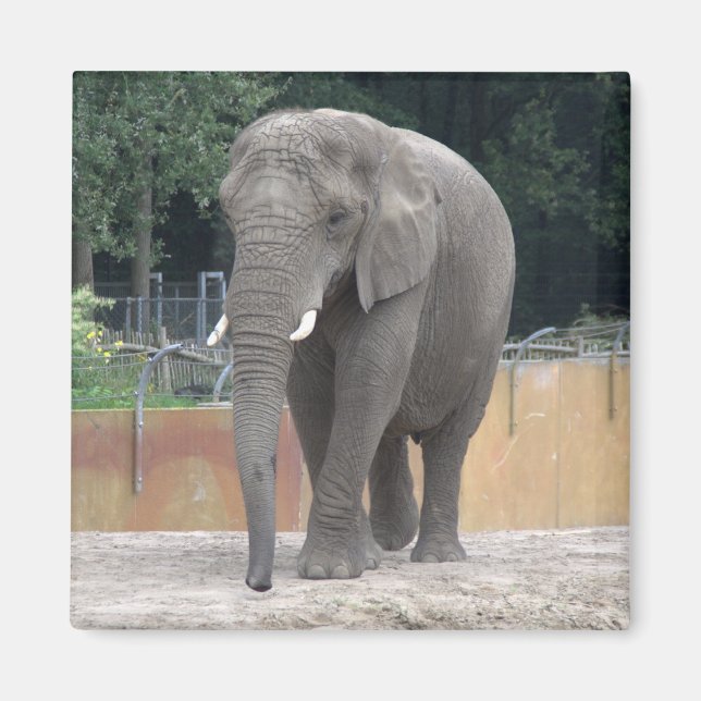 Elephant Magnet (Front)