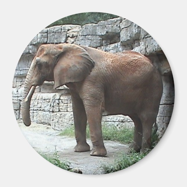 Elephant Magnet (Front)