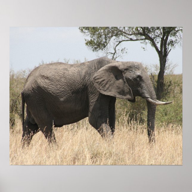 elephant masai poster (Front)