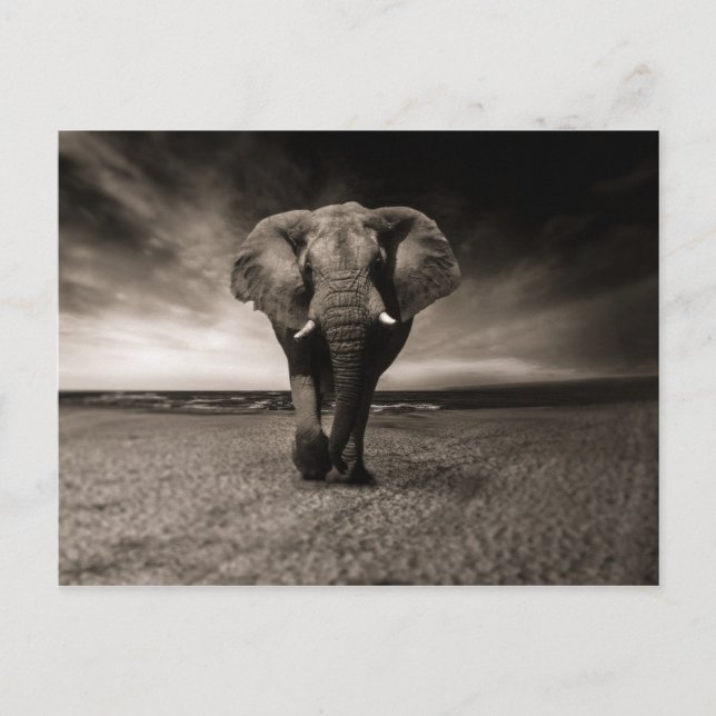 Eléphant noir et blanc postcard (Front)