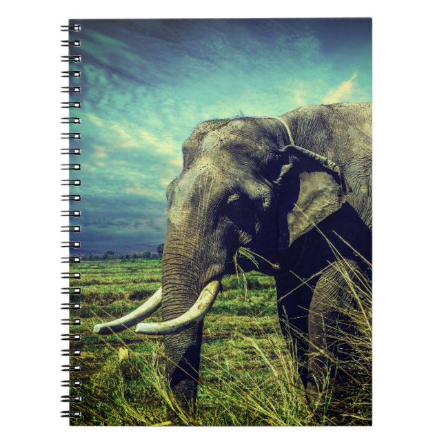 Elephant Notebook (Front)