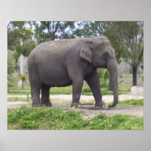 Elephant on Still Woodland Path Poster