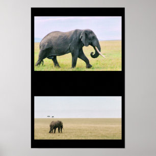 Elephant on the Mara Poster
