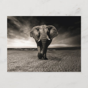 Elephant on the Run Postcard