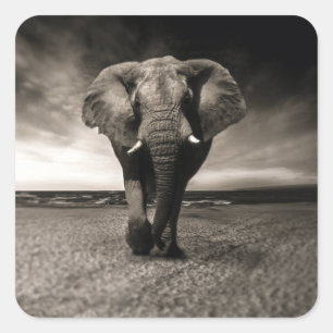 Elephant on the Run Square Sticker
