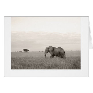 Elephant on the savanna